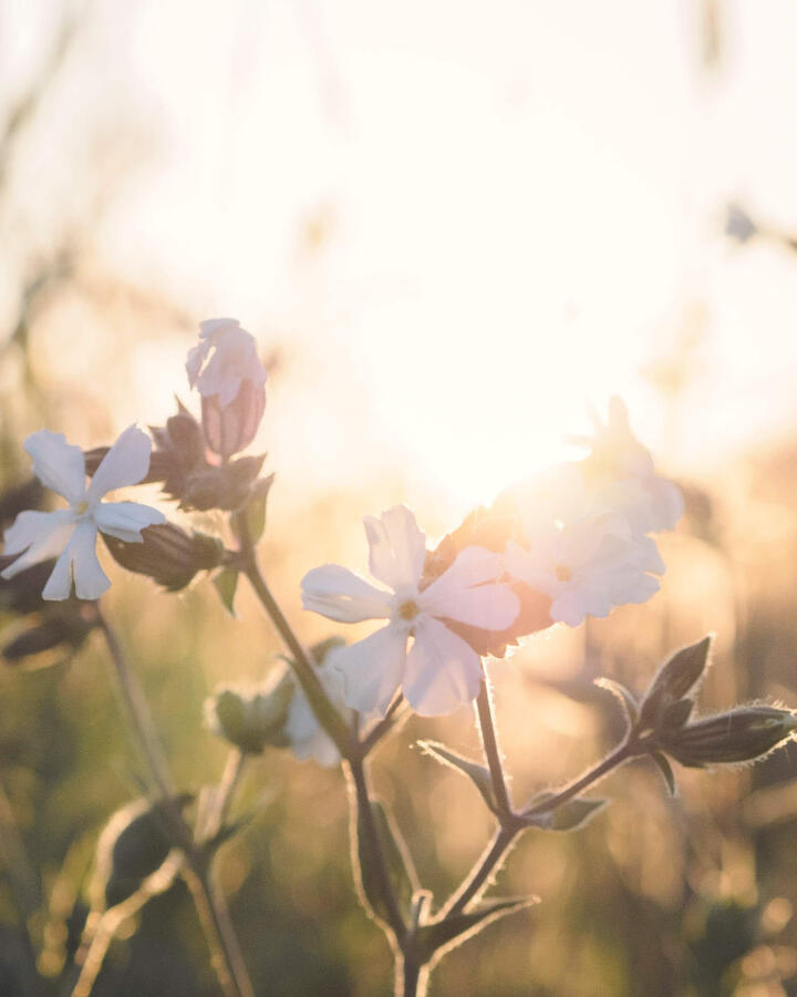 Sunlit flowers photographed in soft, atmospheric light